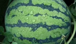 蕾子同学吃瓜,揭秘校园八卦背后的真相