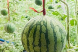 小黄吃瓜头像,揭秘网络潮流文化新现象