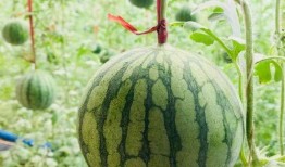 小黄吃瓜头像,揭秘网络潮流文化新现象