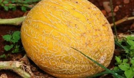 地皮虫吃小瓜吗,揭秘它们是否吃小瓜