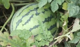 梅瓜怎么吃才好吃,解锁梅瓜的多重吃法