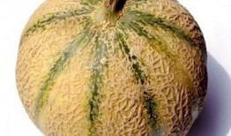 来月经可以吃田瓜吗