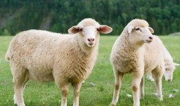 孕妇可以吃羊瓜尖吗,羊瓜尖的安全性探讨