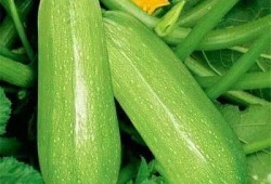 ucdsd吃瓜,一场关于“吃瓜”的校园风云录