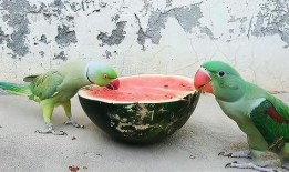 鹦鹉吃瓜吗,揭秘它们对瓜果的喜爱之谜