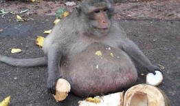 猴子吃瓜照视频,欢乐瞬间捕捉