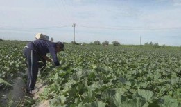 缆车阿勒泰吃瓜,夏日避暑胜地，吃瓜赏景两不误