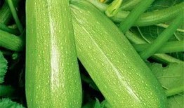 糖尿病吃的瓜,健康饮食新主张