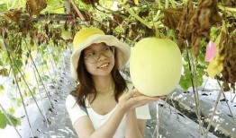 吃瓜系统特色,网络舆论场中的“瓜农”与“瓜果”